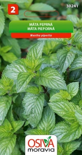 Máta peprná