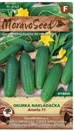 Okurka AMELIA F1