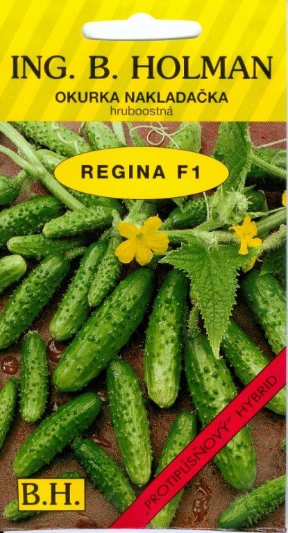 Okurka REGINA F1 Holman