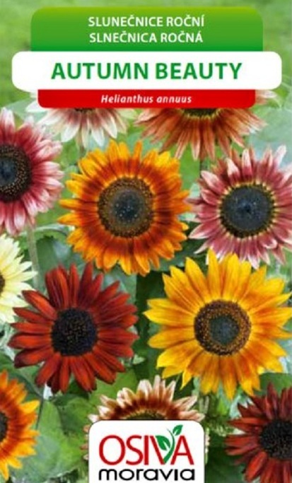 Slunečnice roční Autumn Beauty