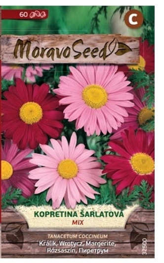Kopretina šarlatová Mix