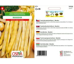 Keříčkový fazol Maxidor