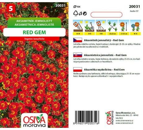 Aksamitník jemnolistý RED GEM