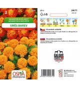 Aksamitník rozkladitý - směs barev