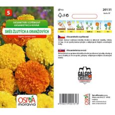 Aksamitník vzpřímený