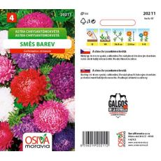 Astra chrysantémokvětá - směs barev