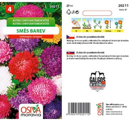 Astra chrysantémokvětá - směs barev