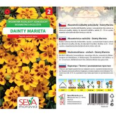 Aksamitník rozkladitý jednoduchý DAINTY MARIETA