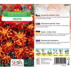 Aksamitník rozkladitý FIESTA