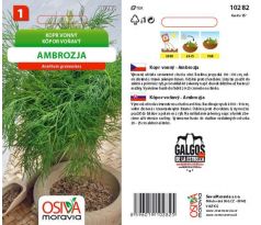 Kopr vonný AMBROZJA