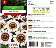 Kopretina kýlnatá Polárka