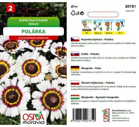 Kopretina kýlnatá Polárka
