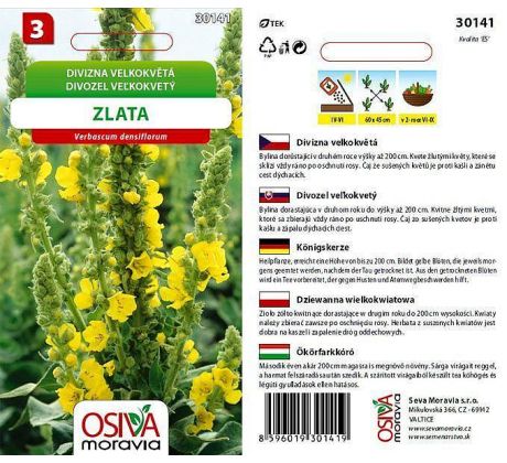 Divizna velkokvětá ZLATA