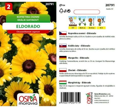 Kopretina osenní Eldorado