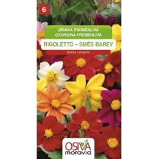 Jiřinka proměnlivá - Rigoletto - směs barev