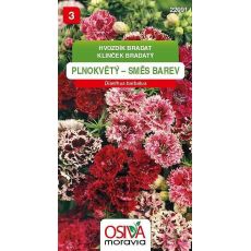 Hvozdík bradatý - plnokvětý - směs barev