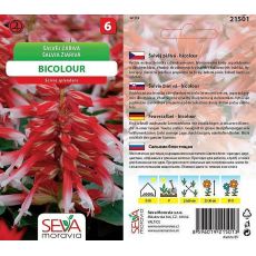 Šalvěj zářivá - BICOLOUR