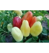 Paprika zeleninová BONETA