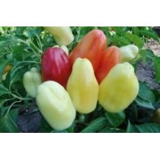 Paprika zeleninová BONETA
