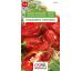 Paprika zeleninová HABANERO červená
