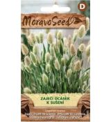 ZAJEČÍ OCÁSEK (lagurus ovatus)