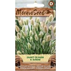 ZAJEČÍ OCÁSEK (lagurus ovatus)