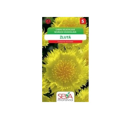 Chrpa velkohlavá žlutá