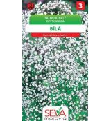 Šáter latnatý bílý