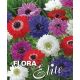 Anemone St. Brigid Mixed