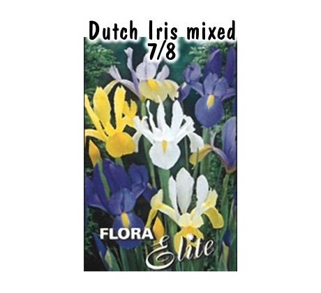 Iris hollandica směs
