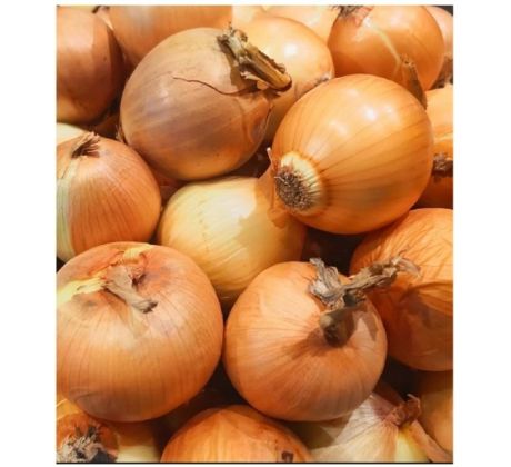 Cibule sazečka šalotka Golden Gourmet