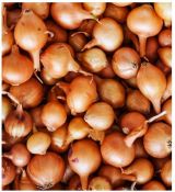 Cibule sazečka Stuttgarter