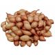 Cibule sazečka Sturon + 100g navíc
