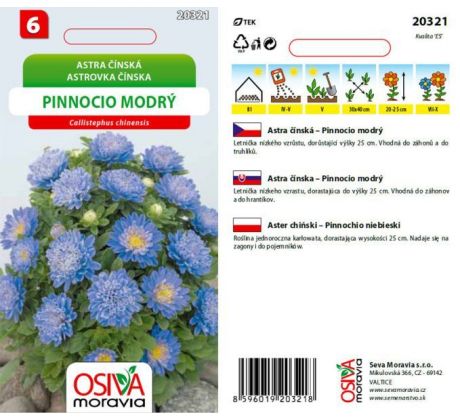 Astra čínská - Pinnocio modrý