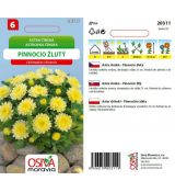 Astra čínská - Pinnocio žlutý