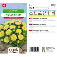Astra čínská - Pinnocio žlutý