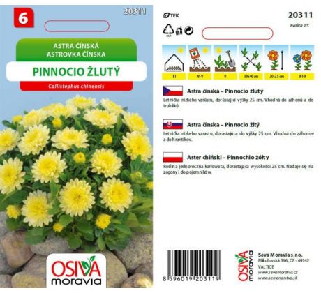 Astra čínská - Pinnocio žlutý