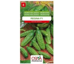 Okurka REGINA F1