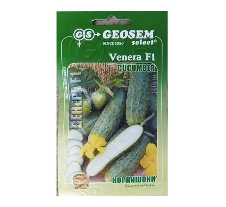 Okurka - bulharská odrůda Venera F1
