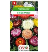 Slaměnka vysoká - směs barev