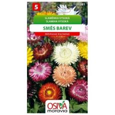Slaměnka vysoká - směs barev
