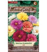 Šrucha velkokvětá - PLNOKVĚTÁ SMĚS BAREV