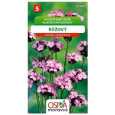 Hvozdík kartouzek růžový