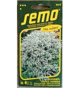 Suchobýl - STATICE TATARIKA