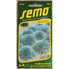 Kostřava modrá VARNA