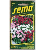 Sedmikráska PLNOKVĚTÁ SMĚS