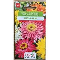 Ostálka kaktusokvětá směs