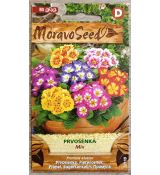 Prvosenka vyšší - SMĚS BAREV