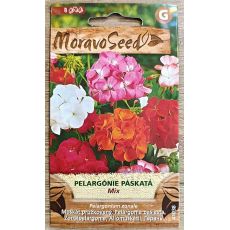 Muškát vzpřímený (zonale) - SMĚS BAREV