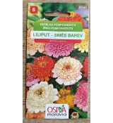 Ostálka pompónkovitá Lilliput směs